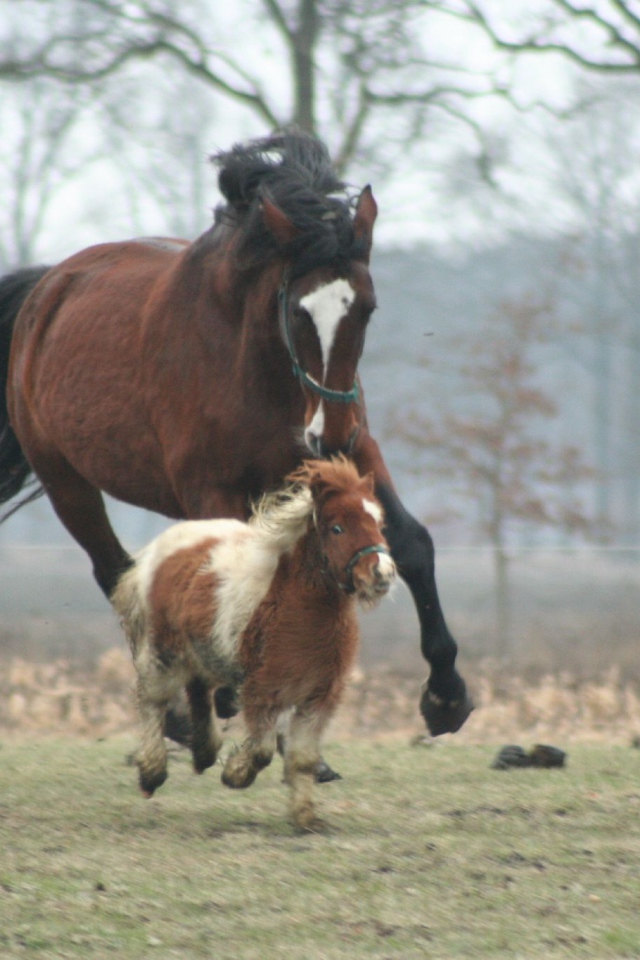 Мини лошади
