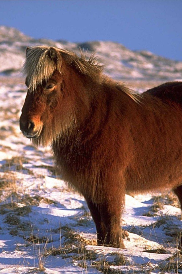 Карликовая лошадь