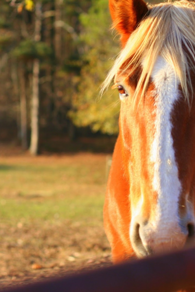 Чудо лошадь