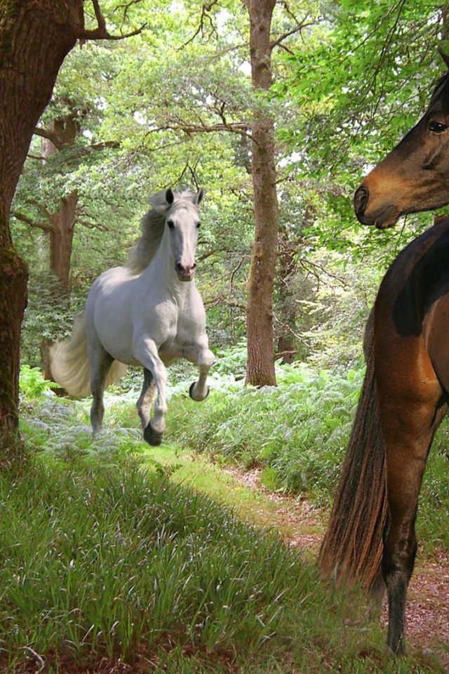 Самые красивые лошади