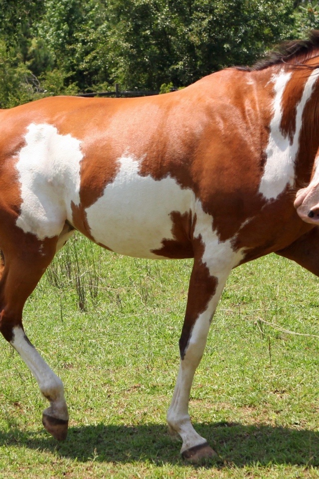 Пегая лошадь танцует