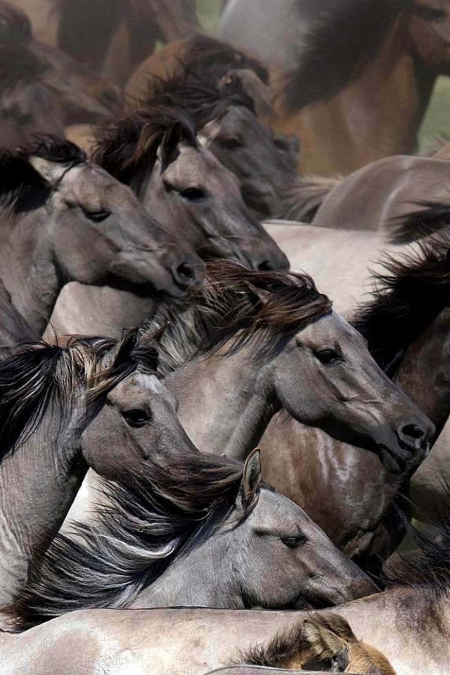 Планета лошадей