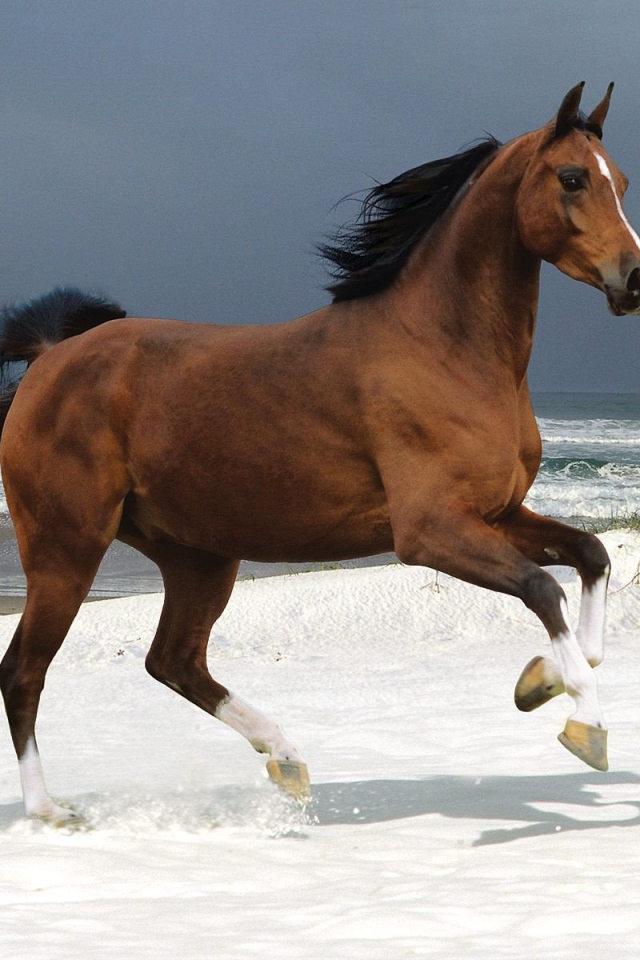 Бегущая лошадь