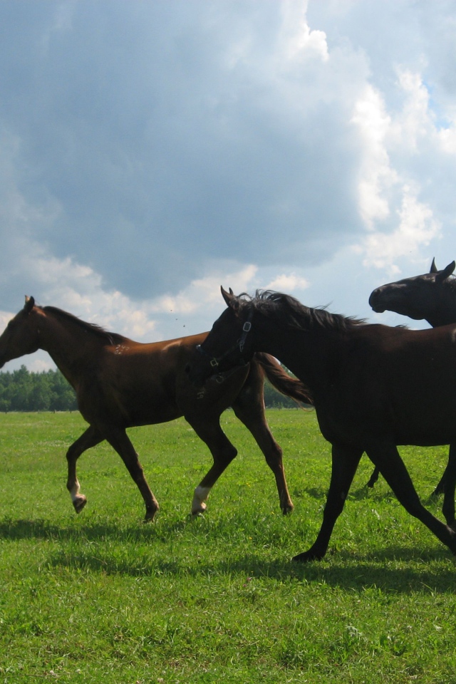 Русские породы лошадей
