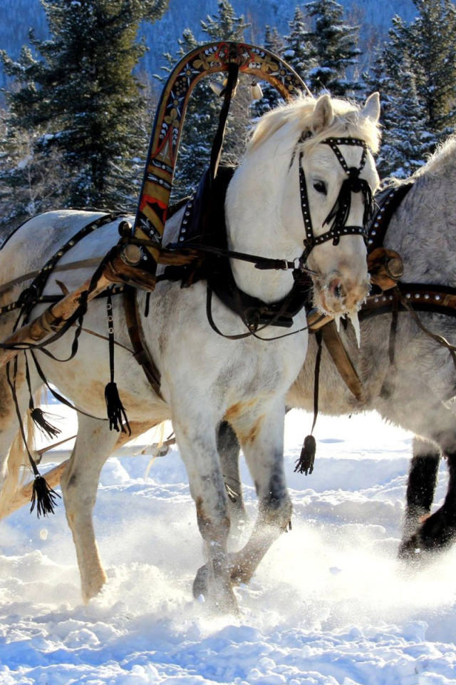 Русская лошадь