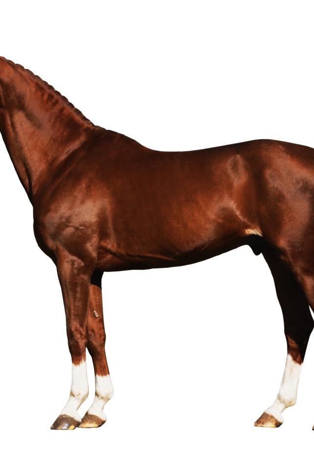 Подкованная лошадь