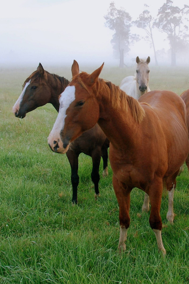 Маленькие лошади
