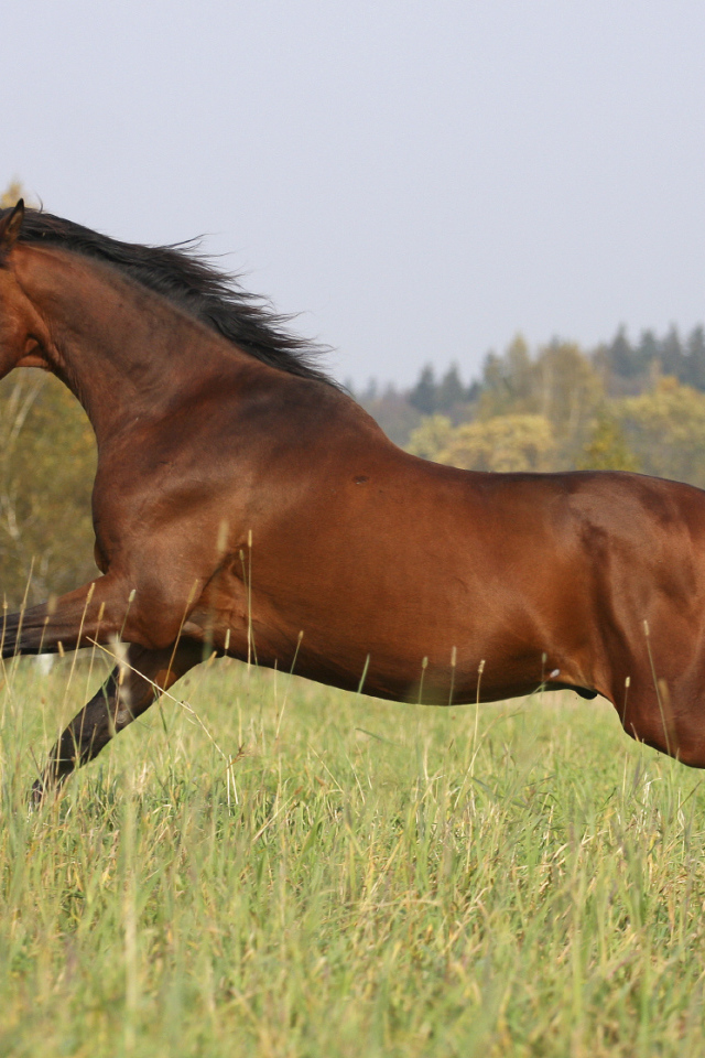 Умная лошадь