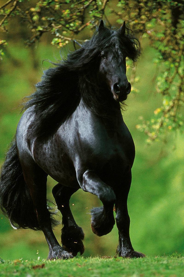 Испанские лошади