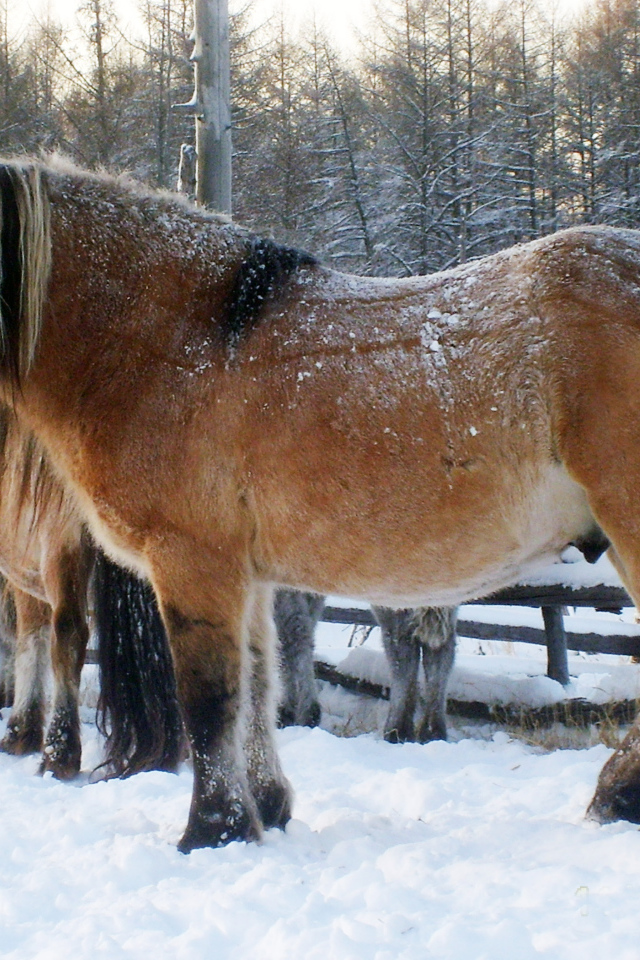 Сильные лошади