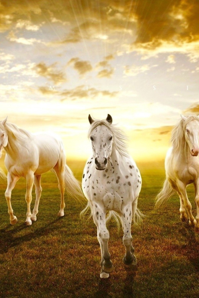 Закат с лошадями