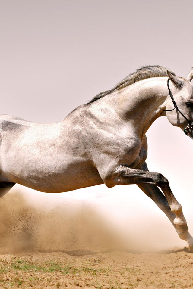 Быстрая лошадь