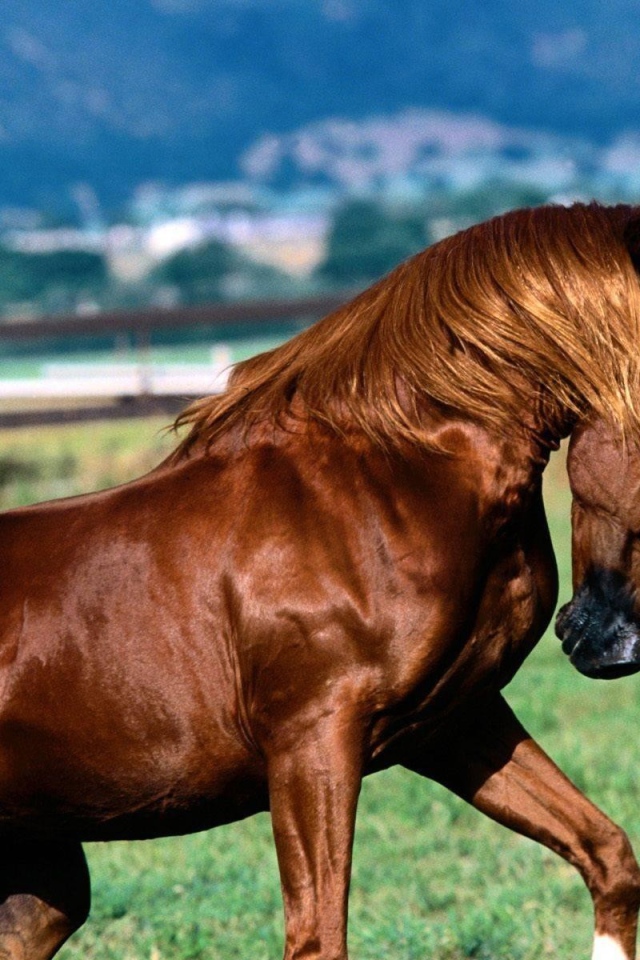 Коричневая лошадь