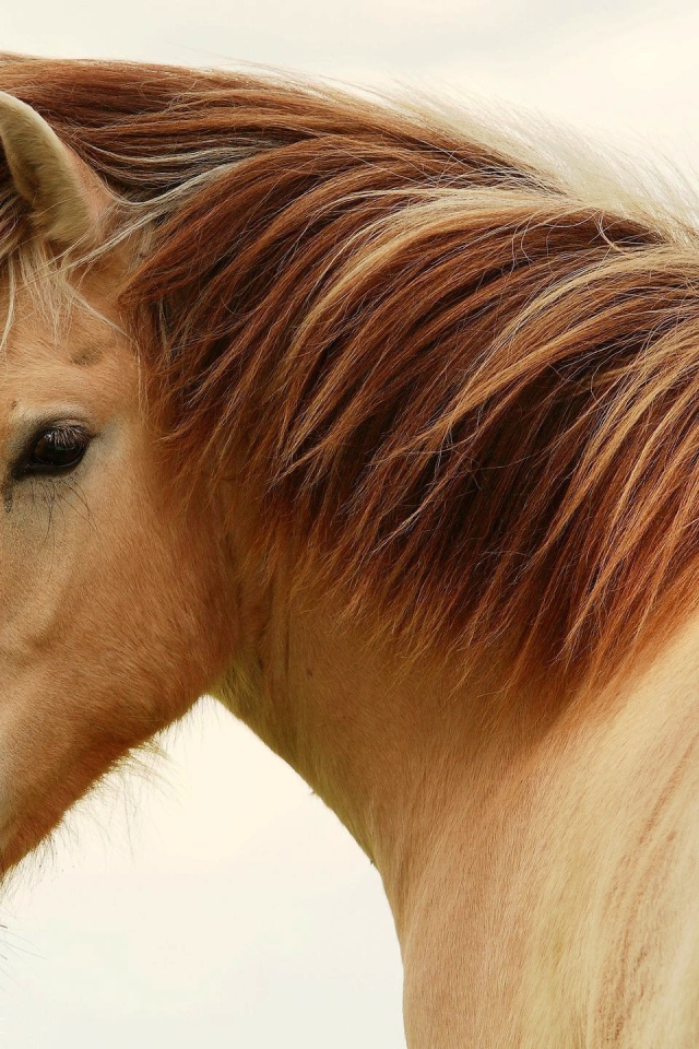 Великие лошади