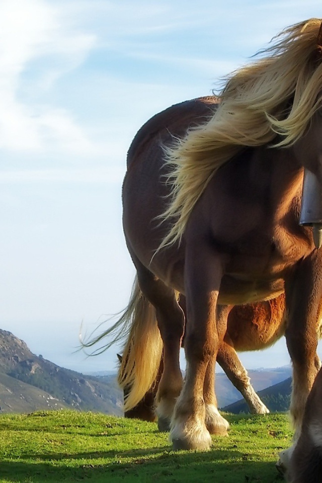 Лошадь и жеребенок на траве