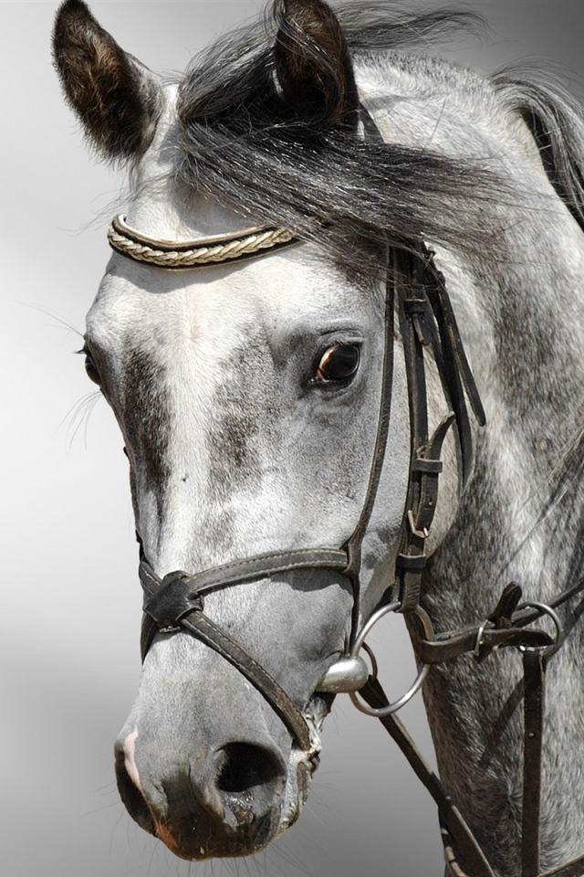 Голова лошади