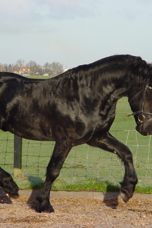 Самая дорогая лошадь