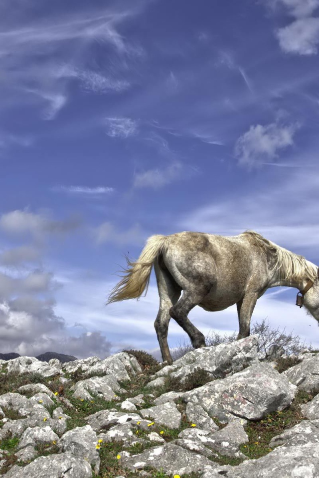 Серебряная лошадь