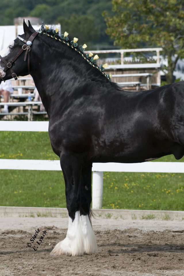 Самая большая в мире лошадь