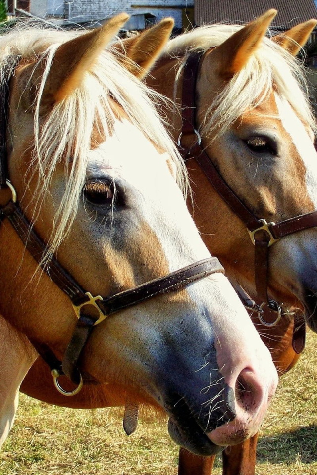 Чистокровные лошади