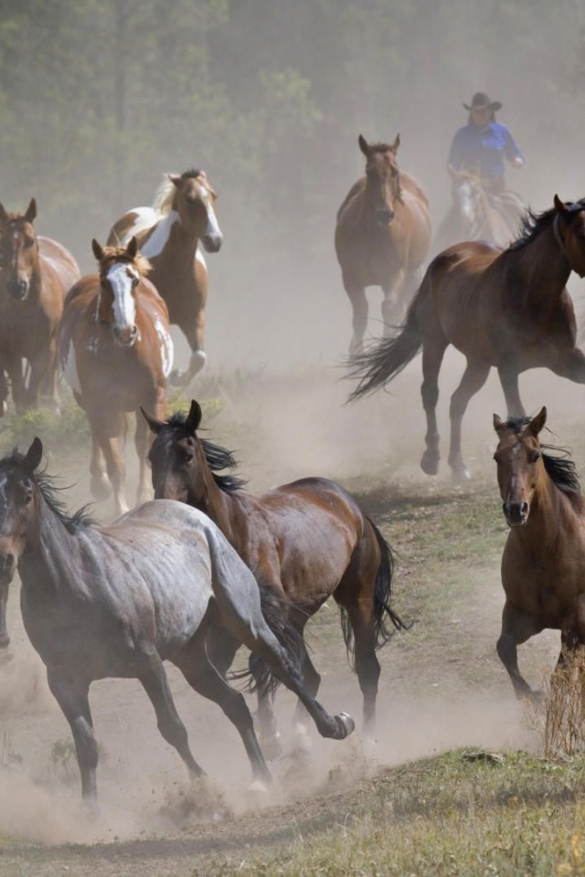 Тысяча лошадей