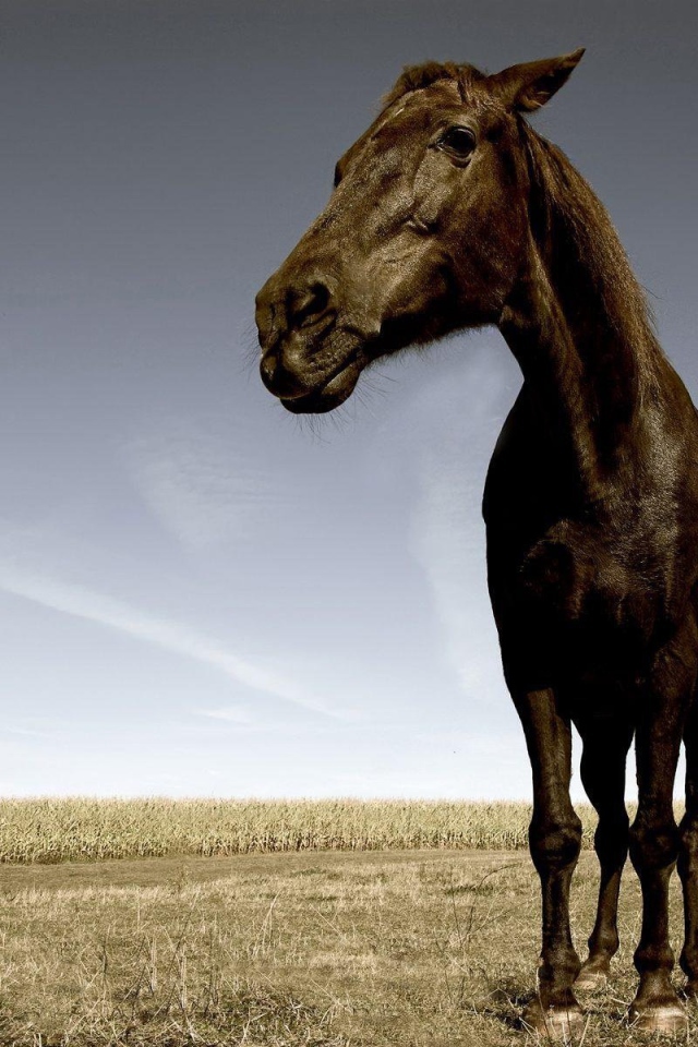 Уставшая лошадь