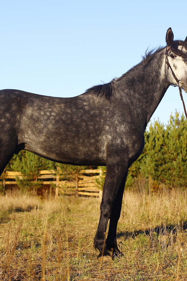 Рысистые лошади