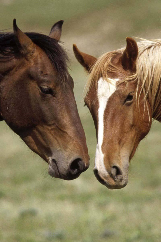 Две коричневые лошади