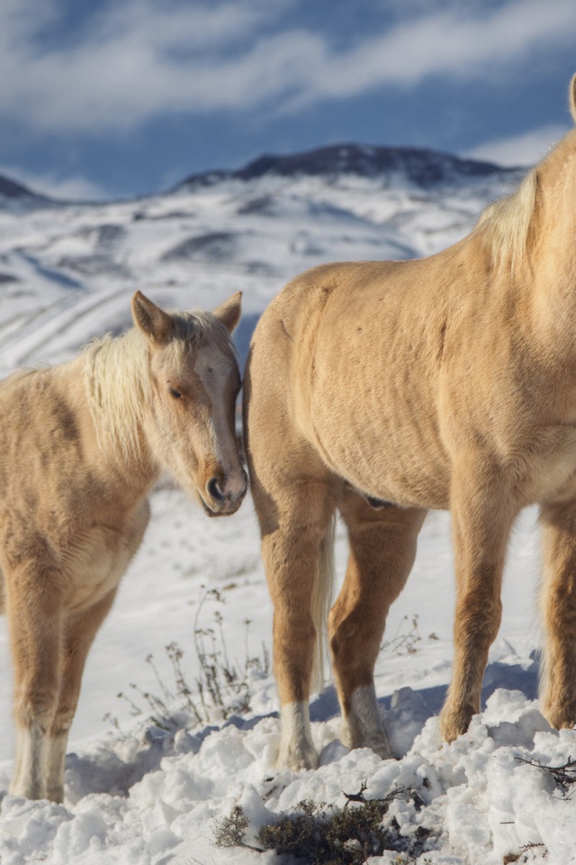 Две лошади зимой на снегу