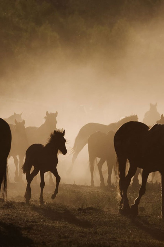 Долина лошадей