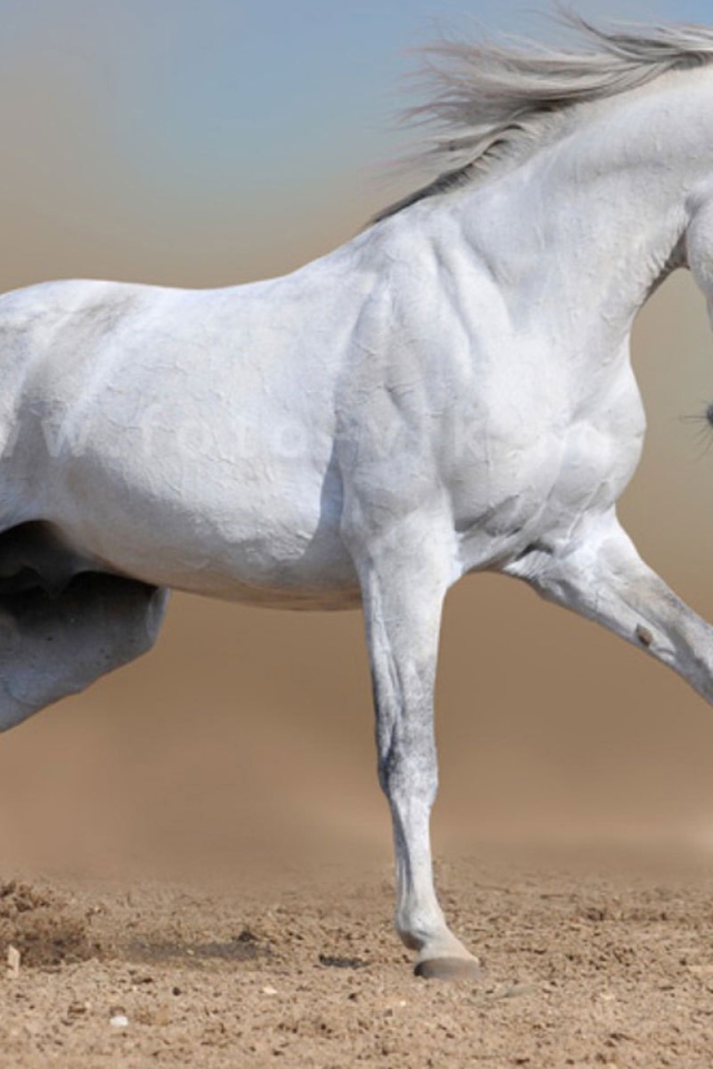 Белый конь бежит
