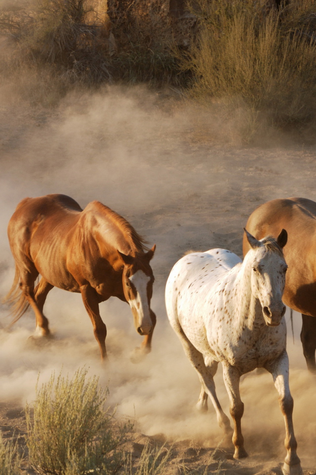 Дикие лошади