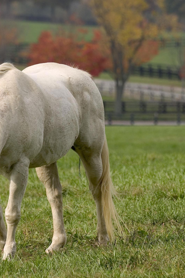 Лошадь рабочая