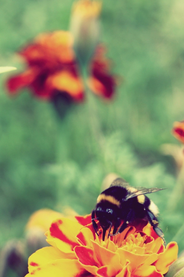 Шмель сидит на цветке