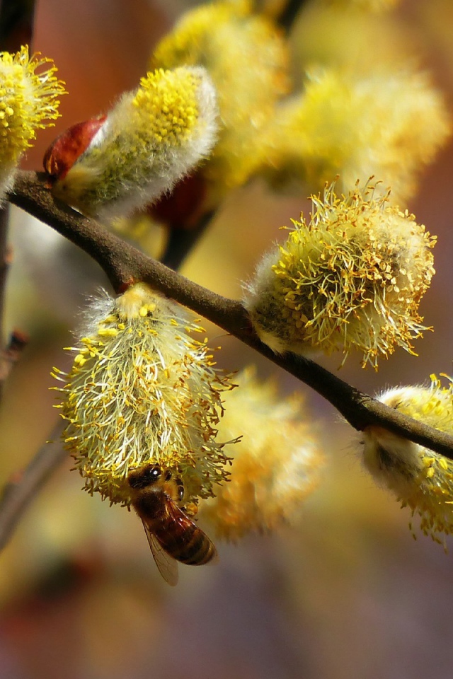 Пчела сидит на вербе