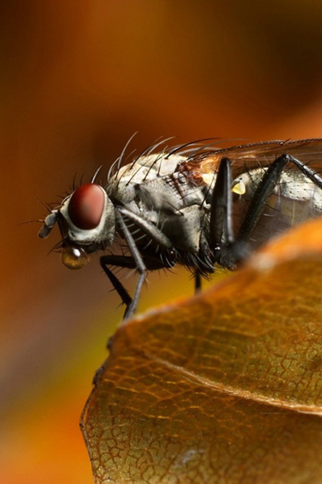 A fly sitting on a piece of