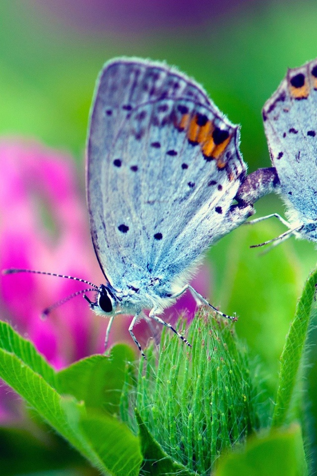 Пара бабочек