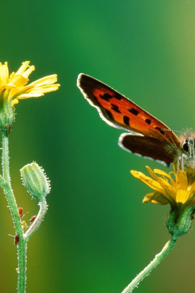Бабочка и гусеница