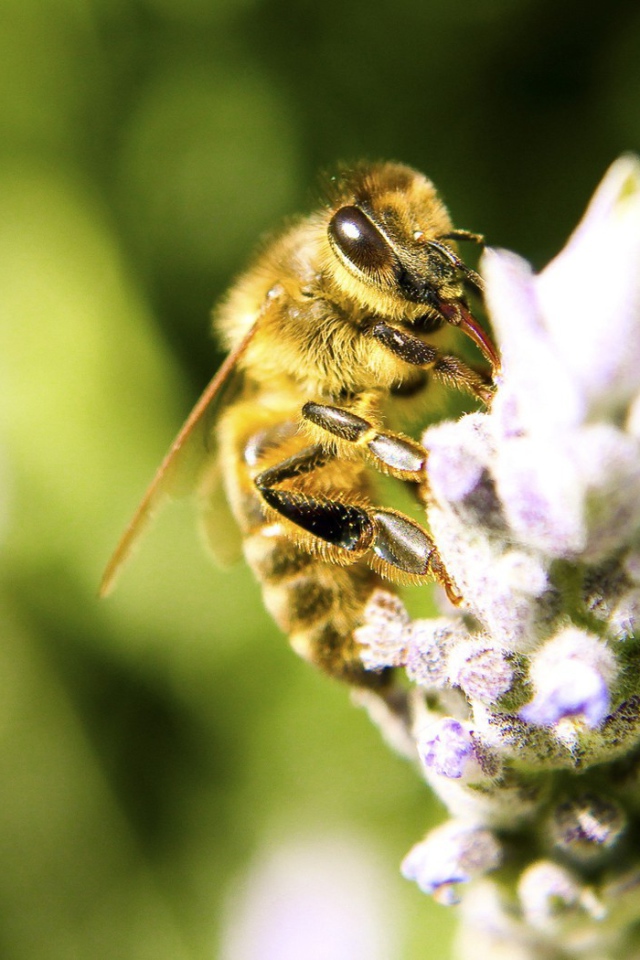 Пчела с цветка собирает мед