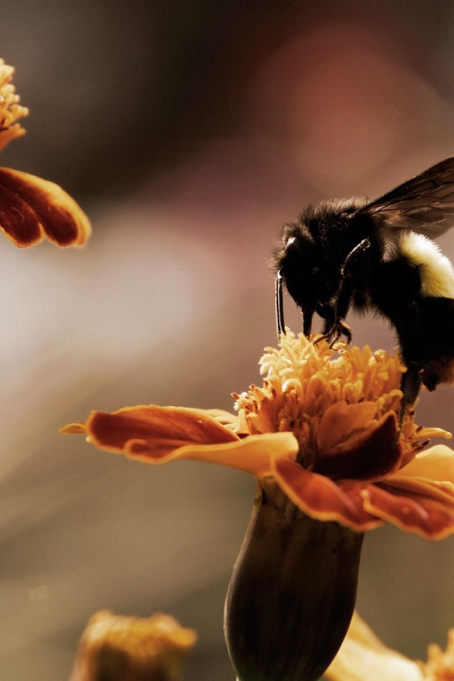 Пчела собирает мед