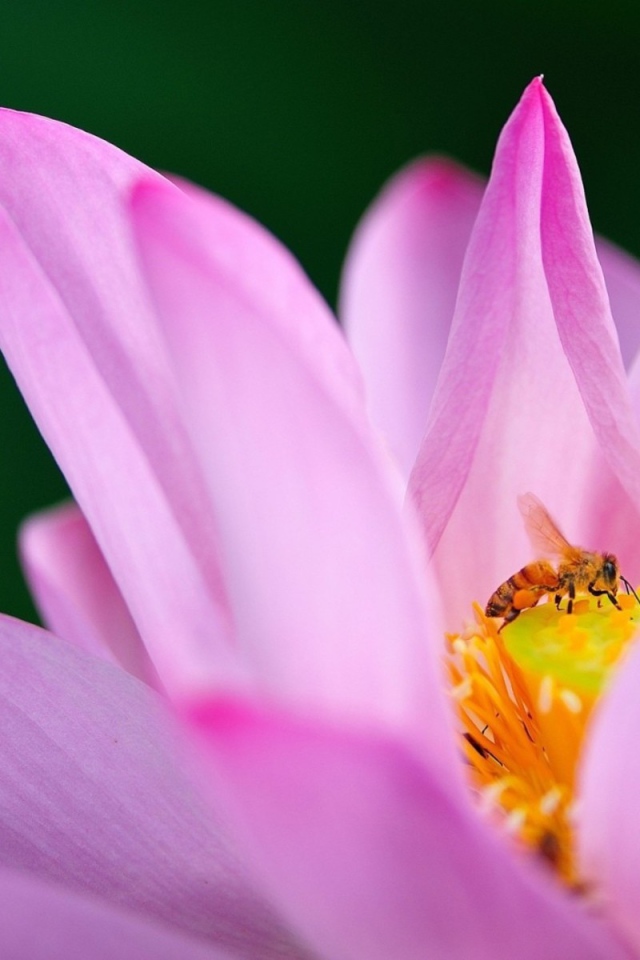 Пчела на лилии