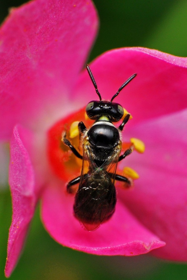 Пчела на розовом цветке