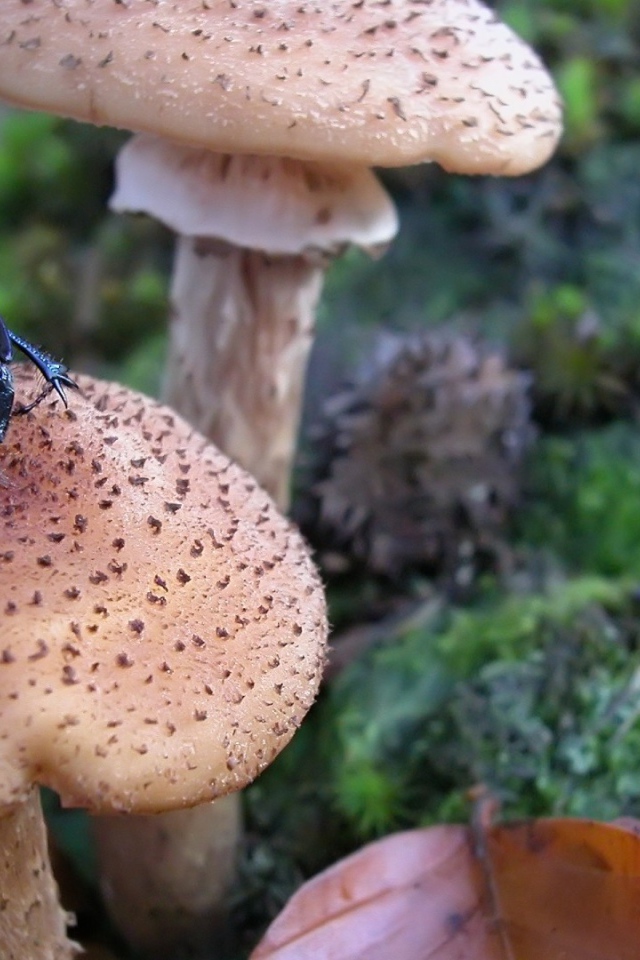 Жук сидит на грибе