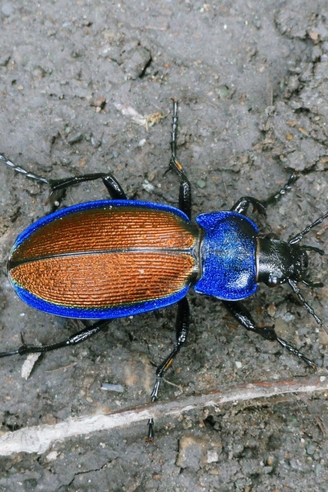 Синий жук