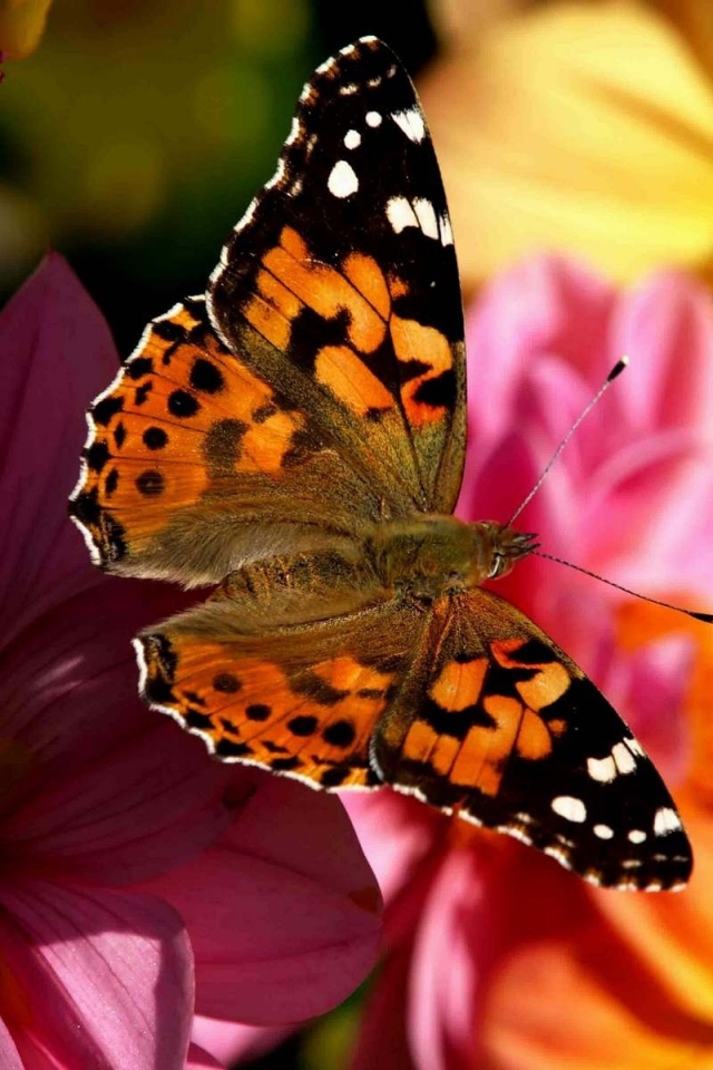 Бабочка в полете