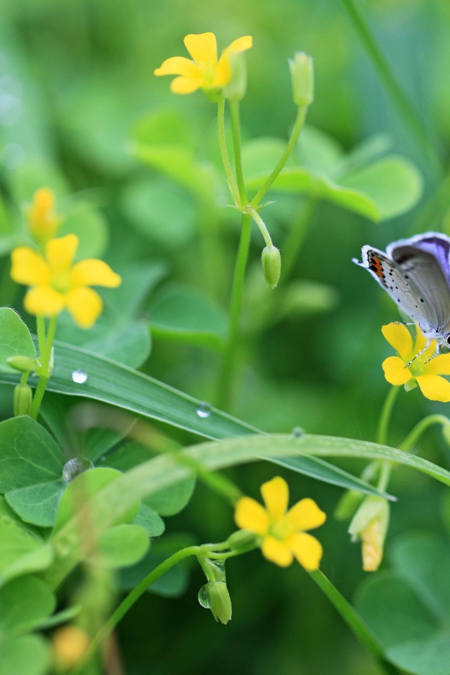 Бабочка в зелени