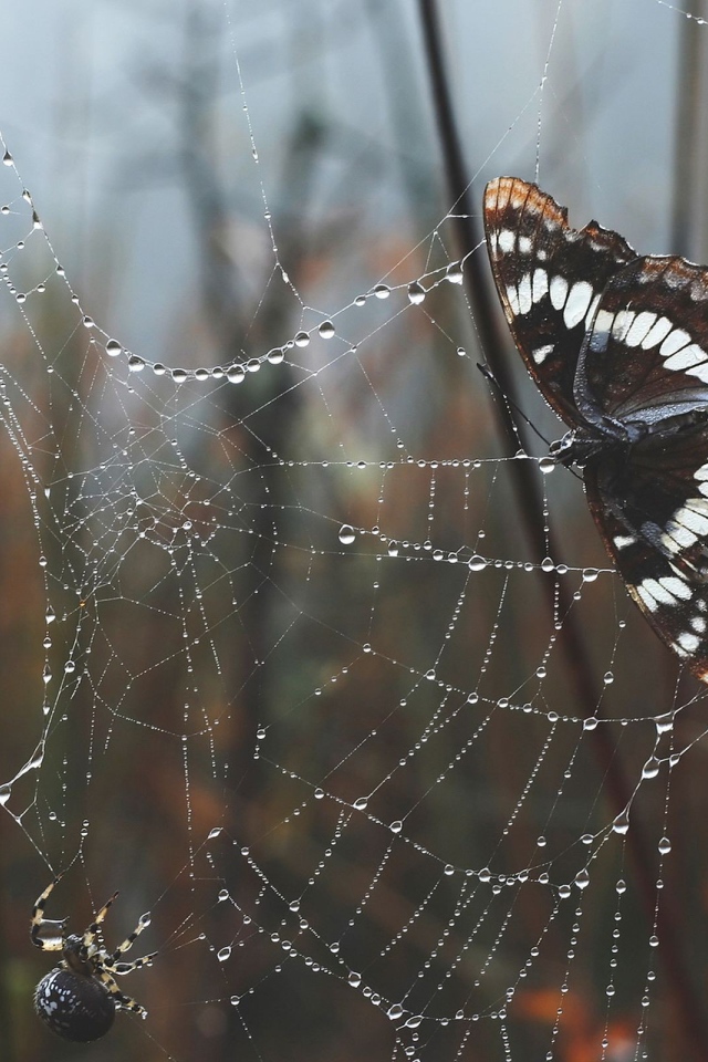 Бабочка в паутине