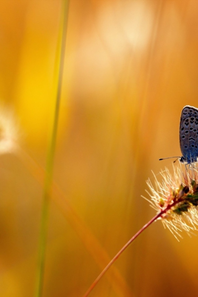 Бабочка на колоске