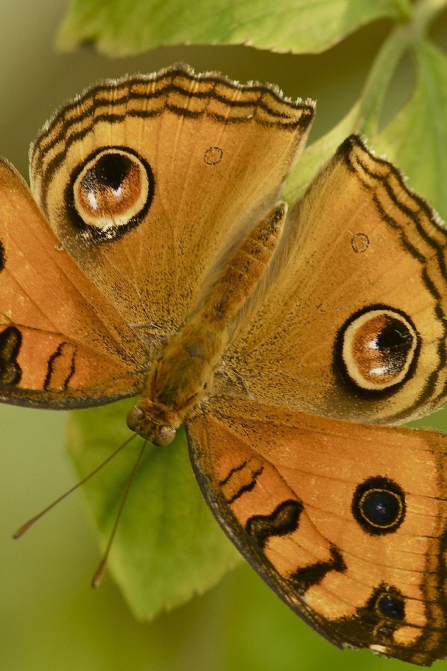 Бабочка на листе