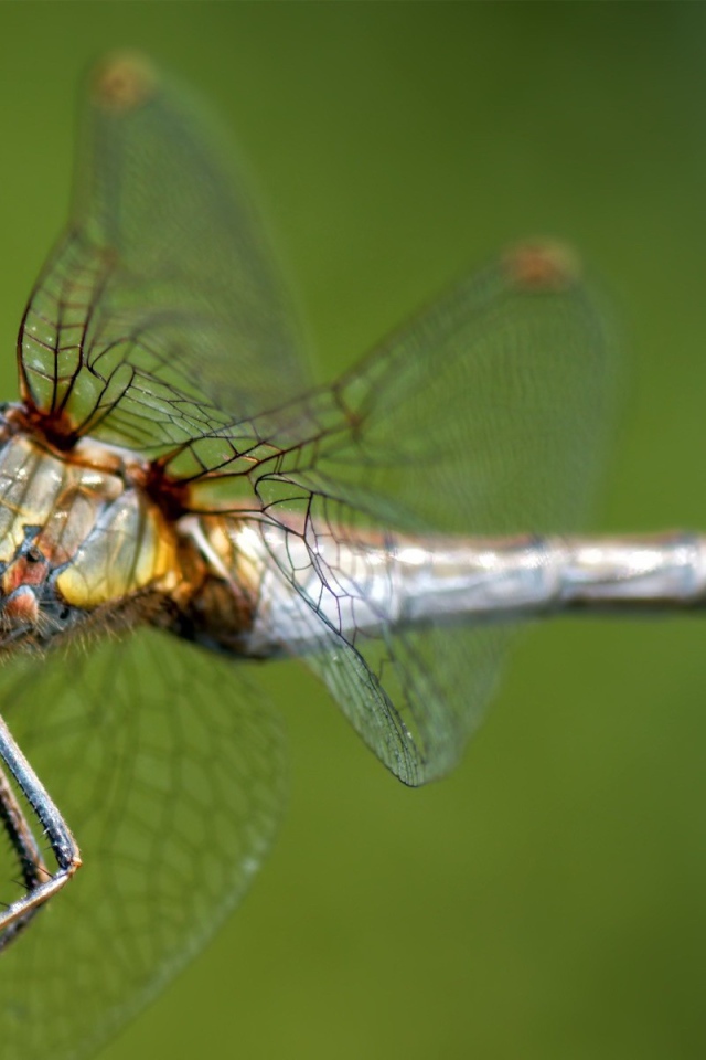 Стрекоза сидит